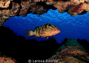 The Grouper's lair by Larissa Roorda 